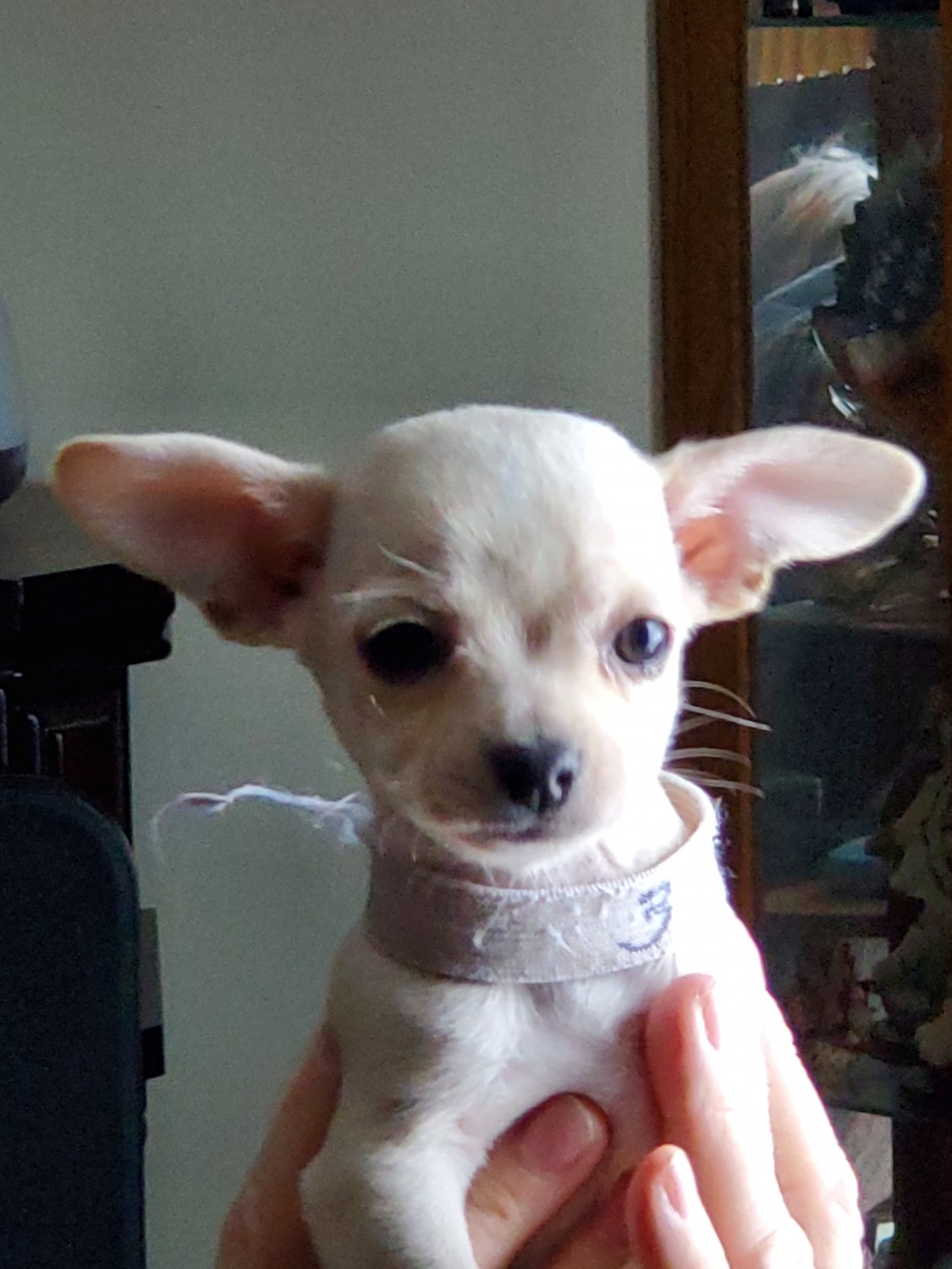 Chihuahua Puppies For Sale Evart, MI 322362 Petzlover
