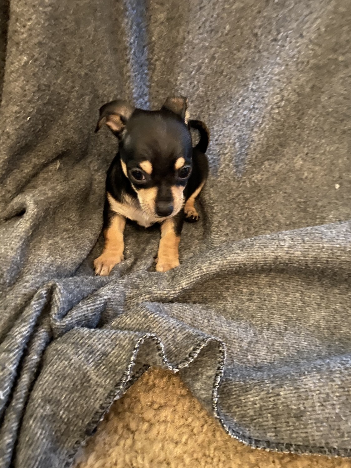 Chihuahua Puppies For Sale Houston, TX 322526 Petzlover
