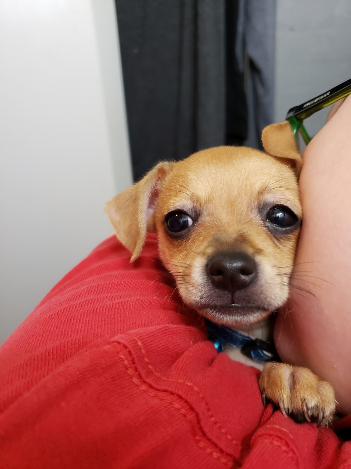 Chihuahua Puppies For Sale Dayton, OH 322671 Petzlover