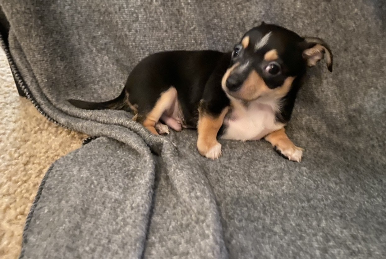 Chihuahua Puppies For Sale Houston, TX 322675 Petzlover