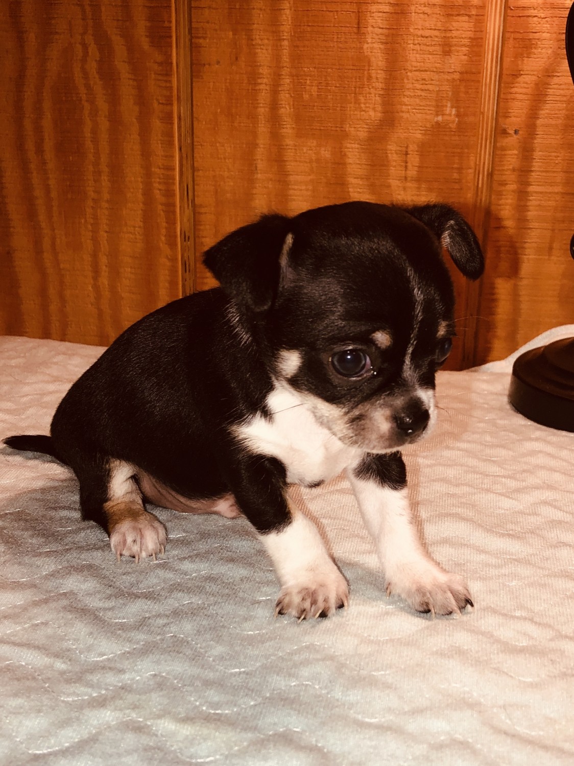 Chihuahua Puppies For Sale Berkeley Springs, WV 323216