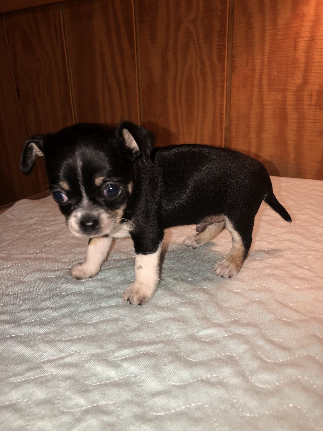 Chihuahua Puppies For Sale Berkeley Springs, WV 323216
