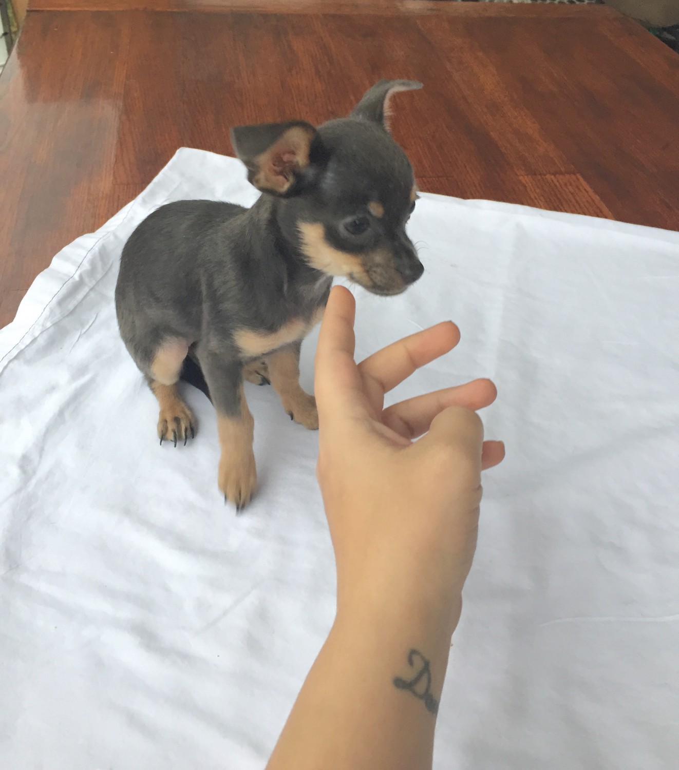 Chihuahua Puppies For Sale Shamokin, PA 323295