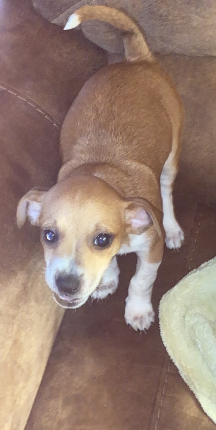 Chihuahua Puppies For Sale Bowling Green, KY 323990