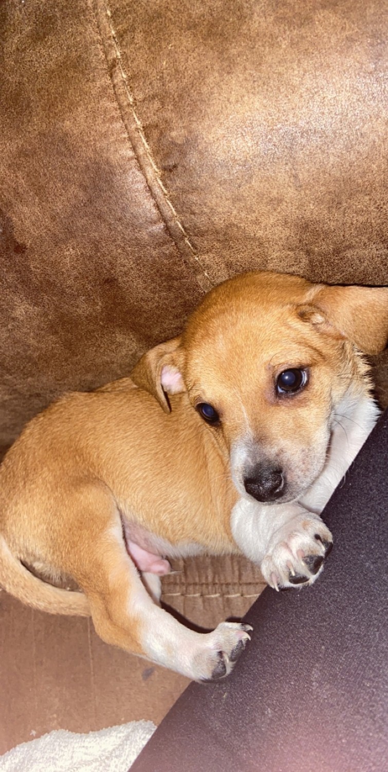 Chihuahua Puppies For Sale In Bowling Green Ky