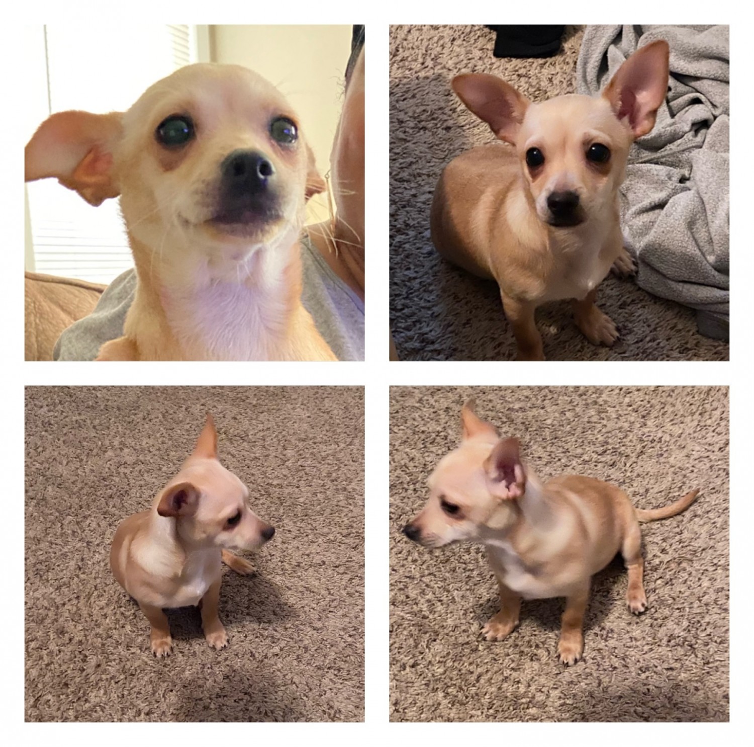 Chihuahua Puppies For Sale Fayetteville, NC 324454
