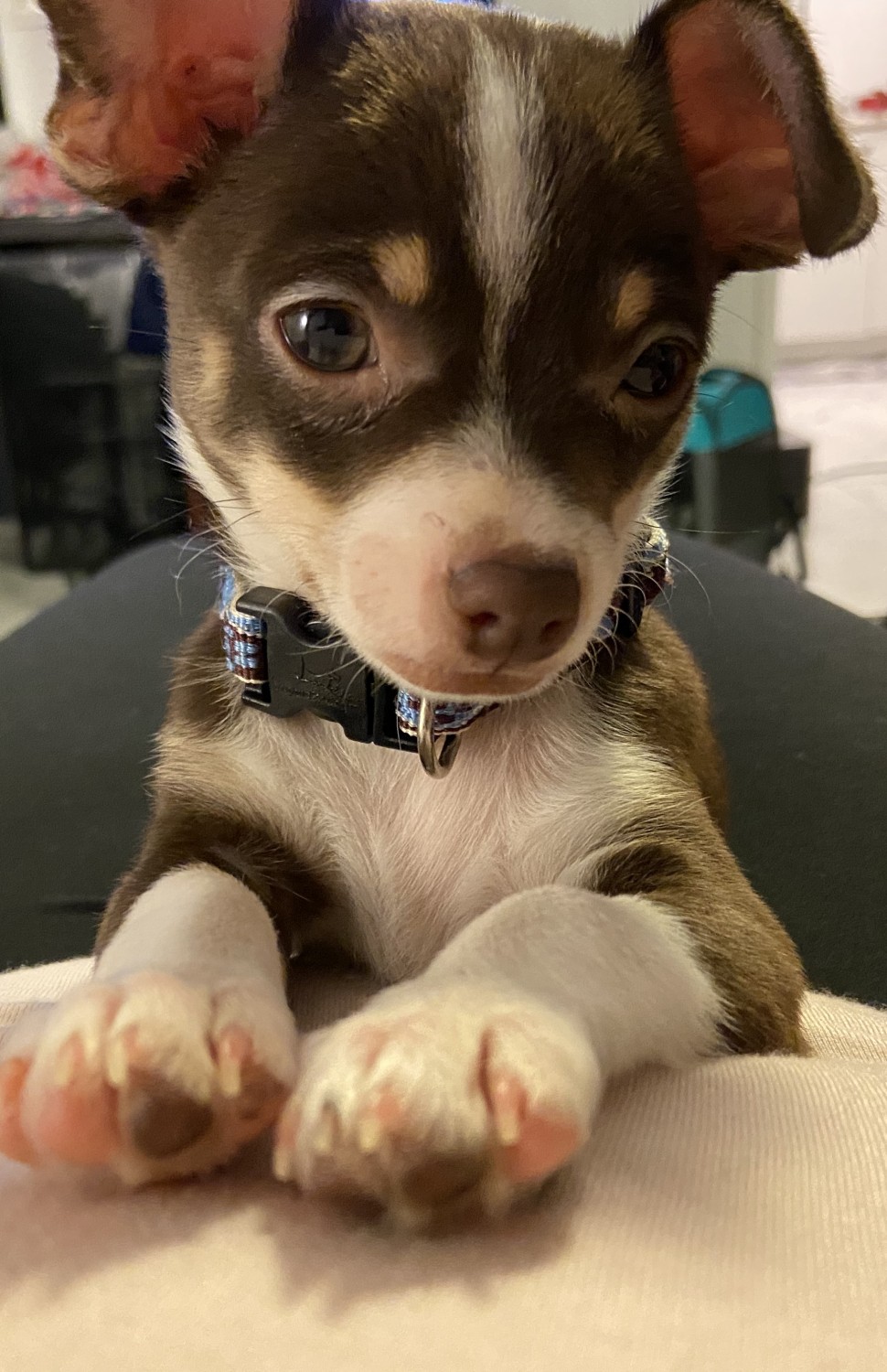 Chihuahua Puppies For Sale Elmont, NY 324533 Petzlover