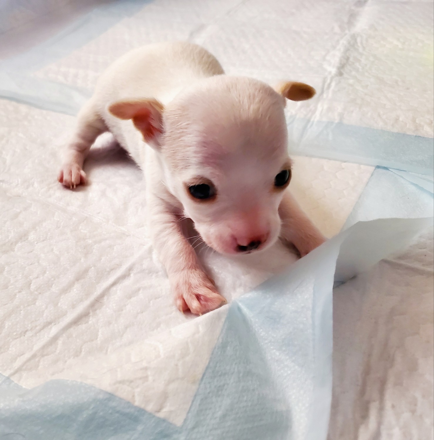 Chihuahua Puppies For Sale Albuquerque, NM 325070