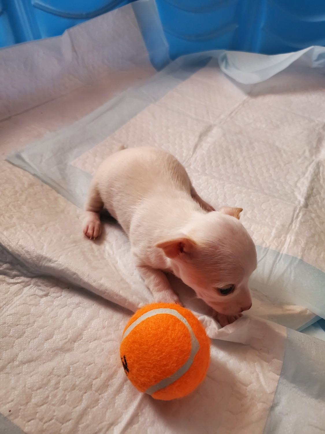 Chihuahua Puppies For Sale Albuquerque, NM 325070
