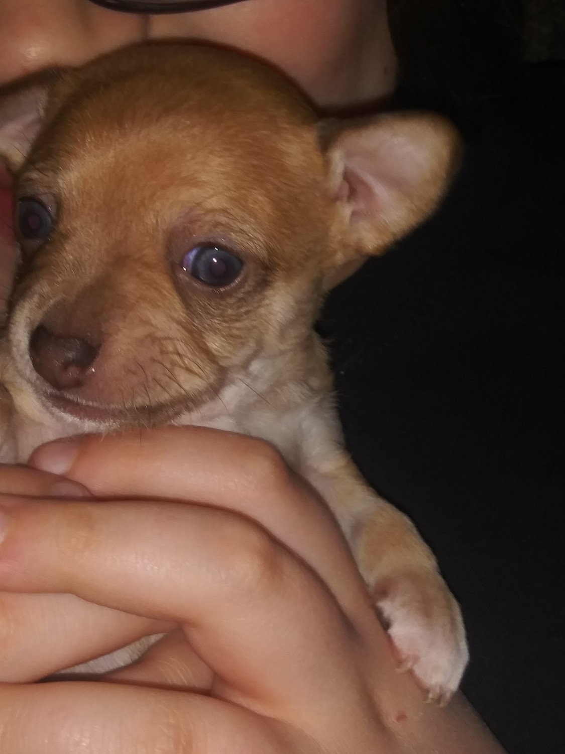 Chihuahua Puppies For Sale McKeesport, PA 325210