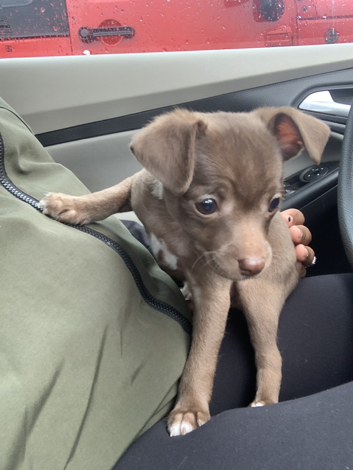 Chihuahua Puppies For Sale Lexington Park, MD 325824