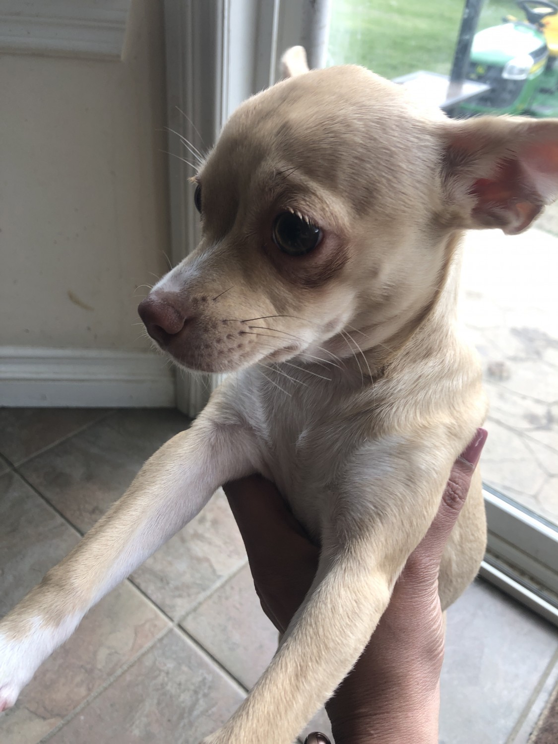 Chihuahua Puppies For Sale Detroit, MI 328749 Petzlover