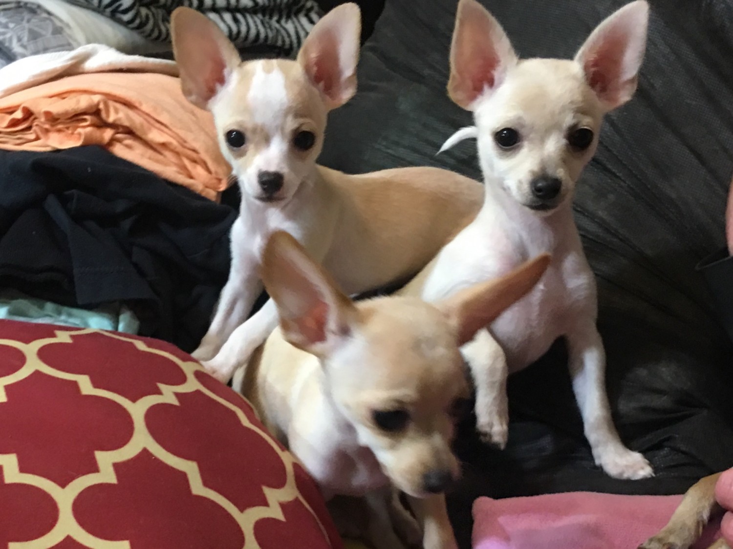 Chihuahua Puppies For Sale Sacramento, CA 329011