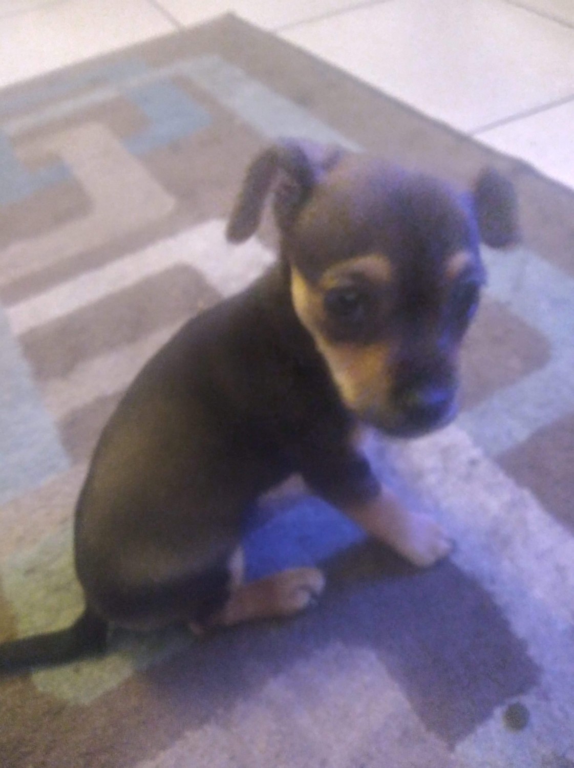 Chihuahua Puppies For Sale Fresno, CA 329277 Petzlover