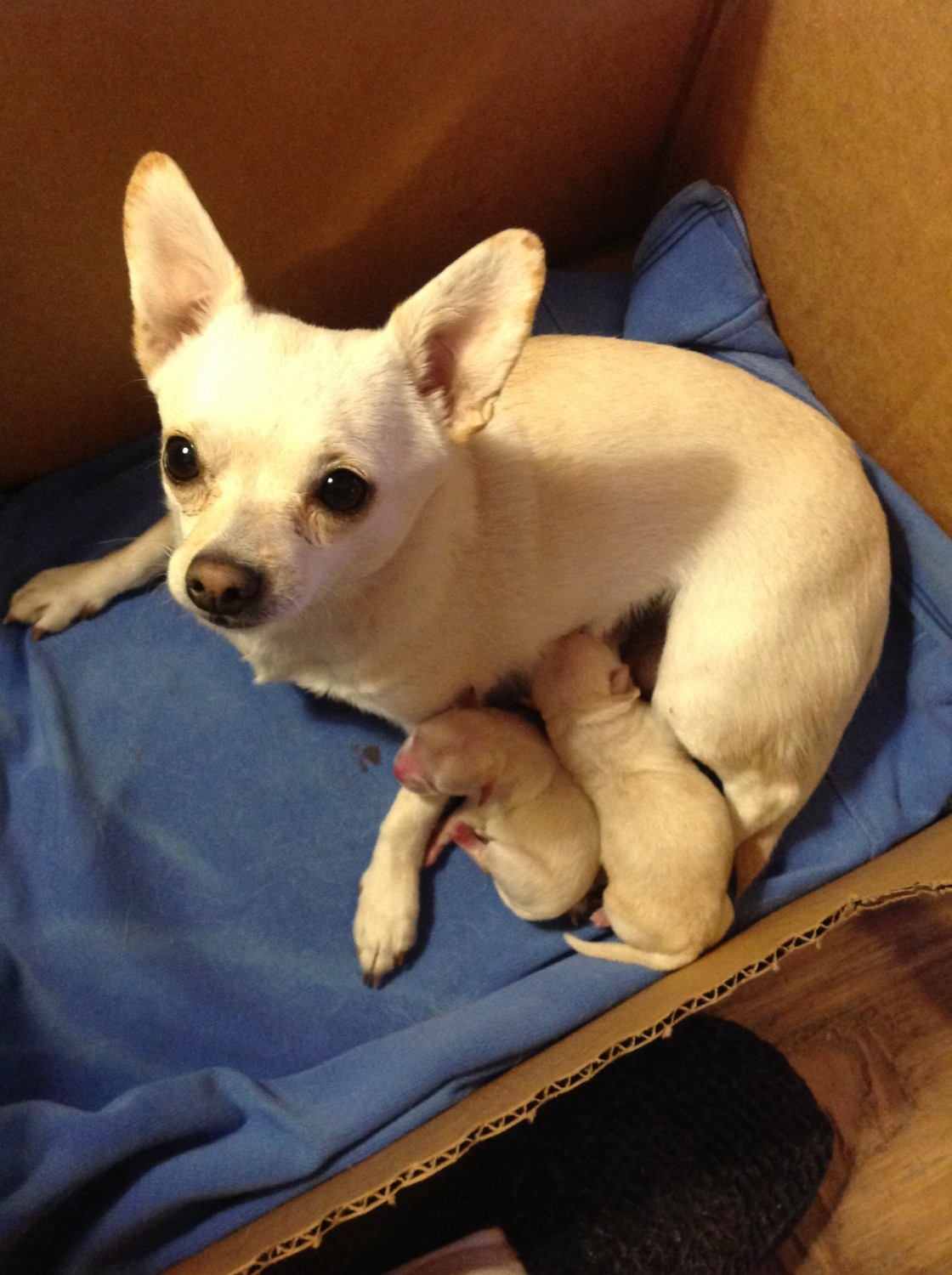 Chihuahua Puppies For Sale Republic, WA 330088