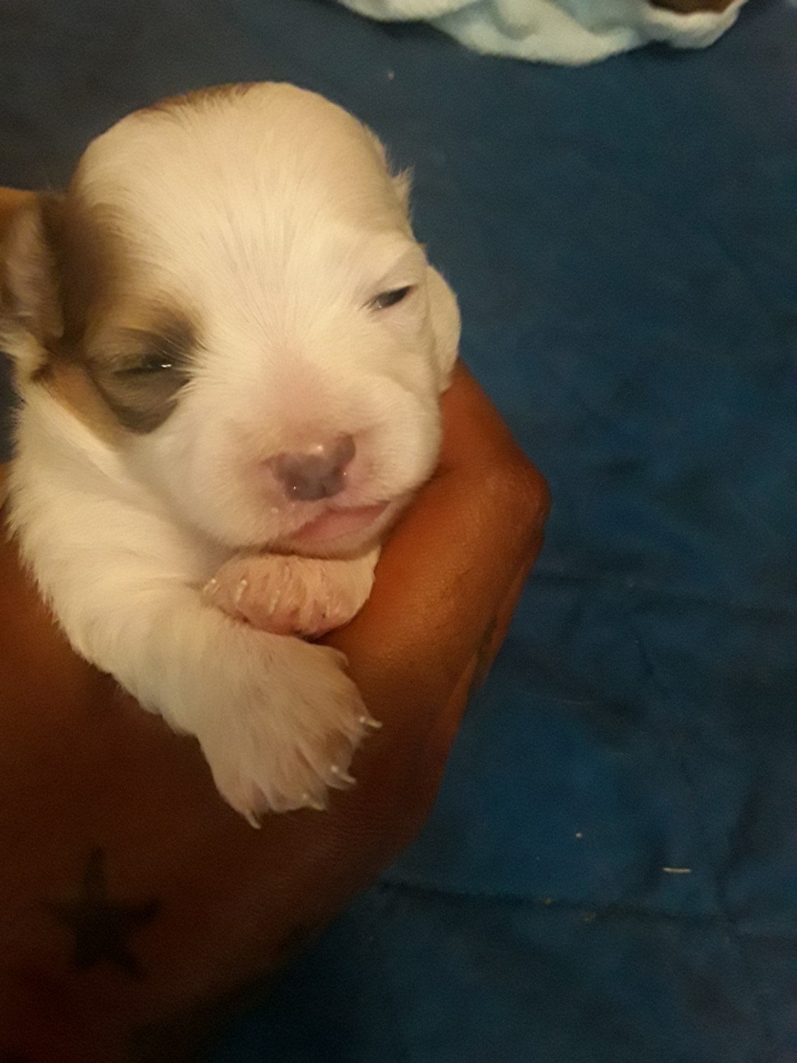 Chihuahua Puppies For Sale Bakersfield, CA 330203