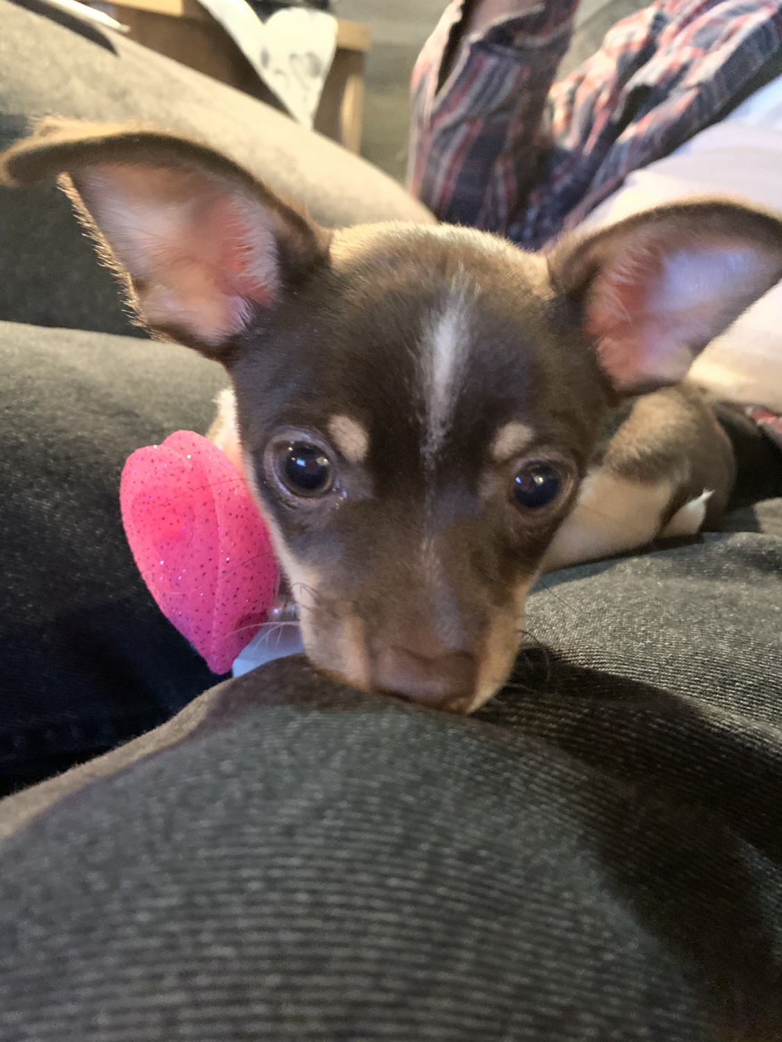 Chihuahua Puppies For Sale Altamont, TN 330825