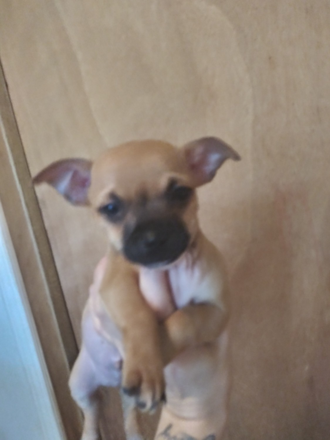 Chihuahua Puppies For Sale Youngstown, OH 331066