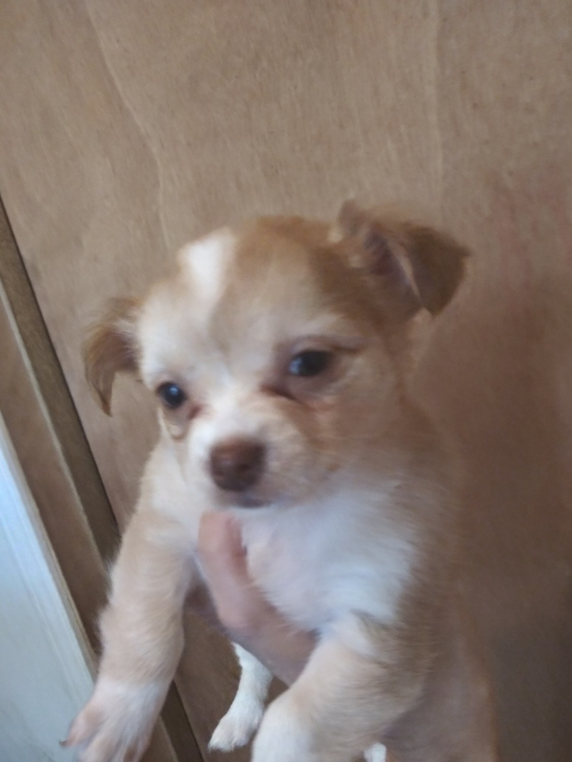 Chihuahua Puppies For Sale Youngstown, OH 331066