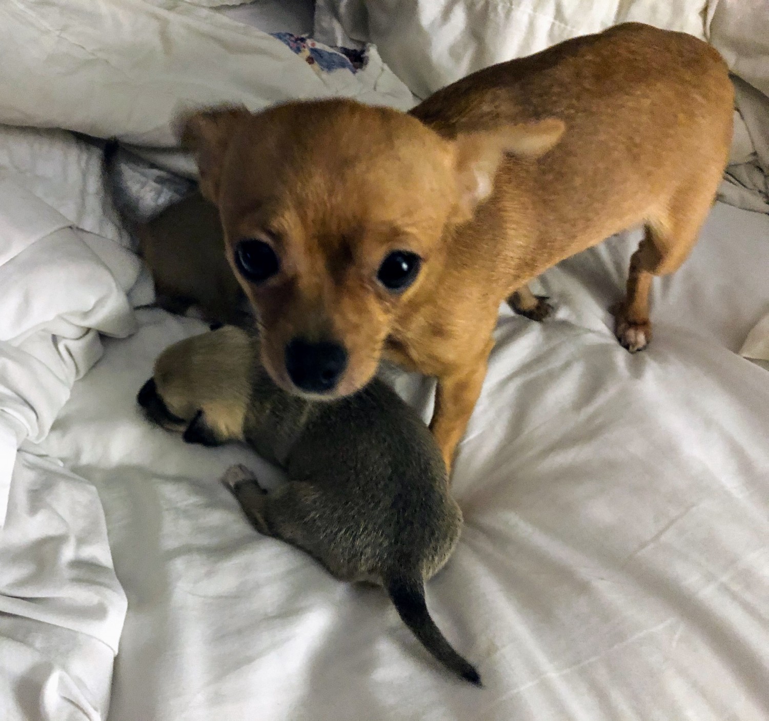 Chihuahua Puppies For Sale WA 331230 Petzlover