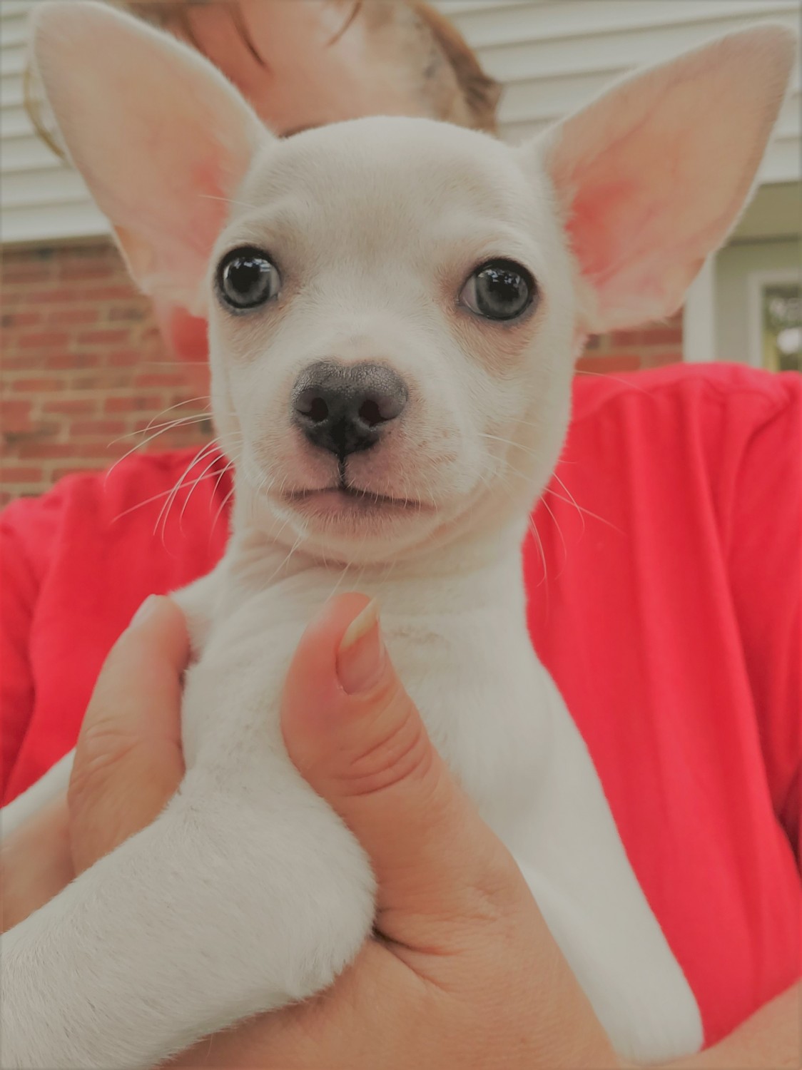 Chihuahua Puppies For Sale Virginia Beach, VA 331235