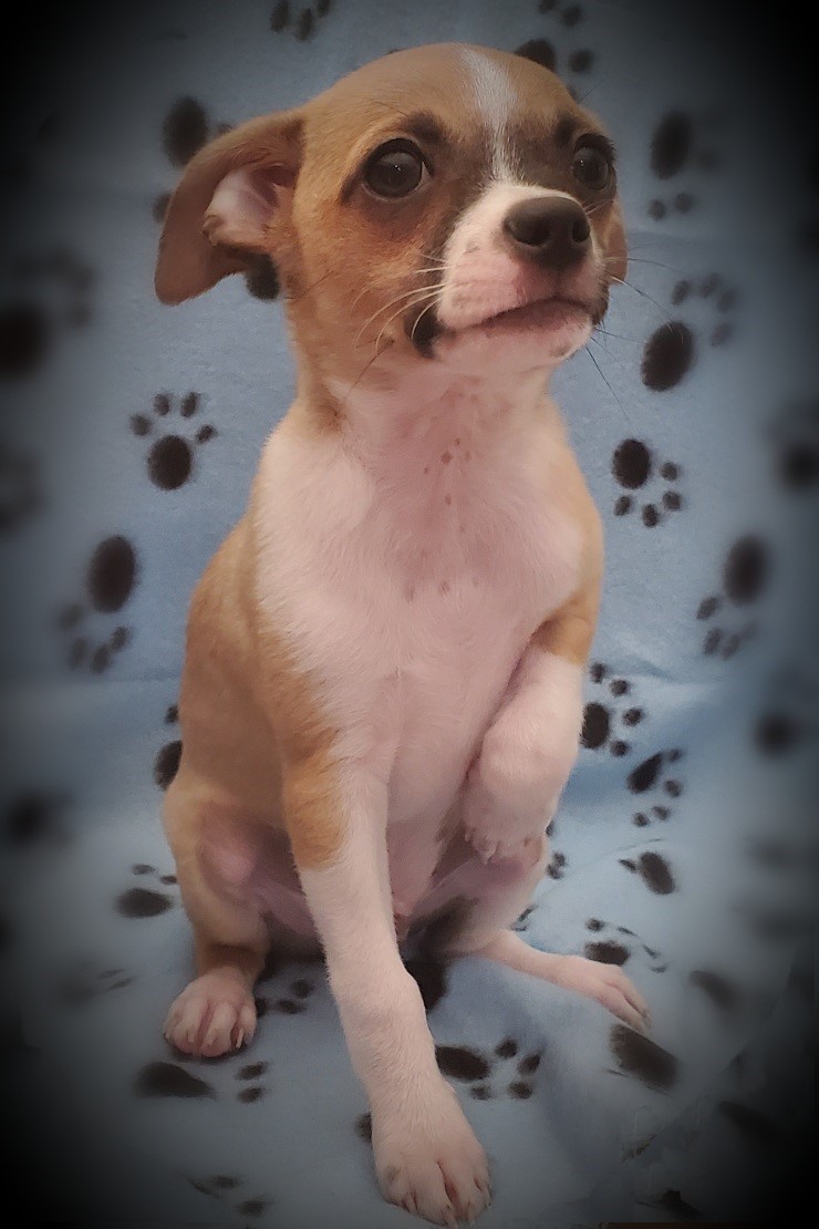 Chihuahua Puppies For Sale Virginia Beach, VA 331235