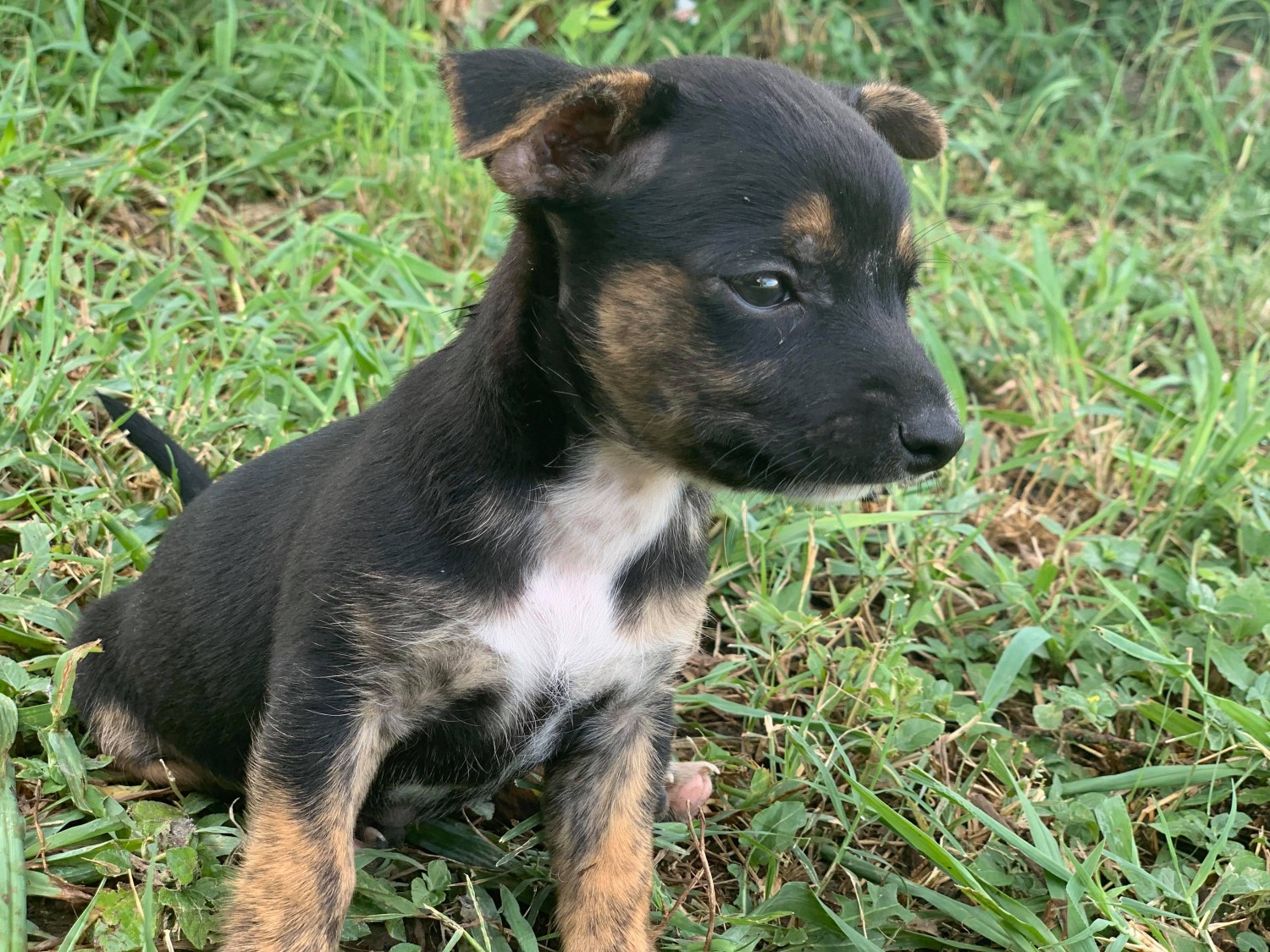 Chihuahua Rat Terrier Mix Puppy Price