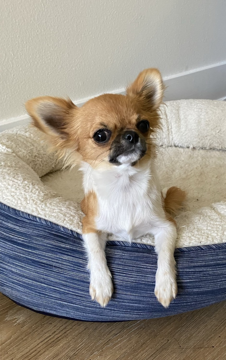 Chihuahua Puppies For Sale North Hollywood, CA 332320