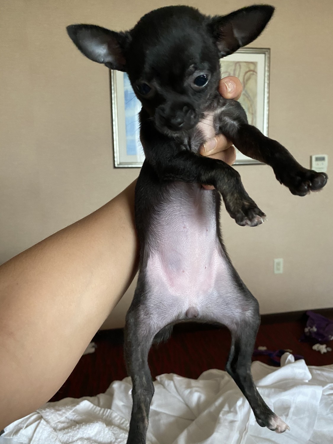 Chihuahua Puppies For Sale ParsippanyTroy Hills, NJ 332585