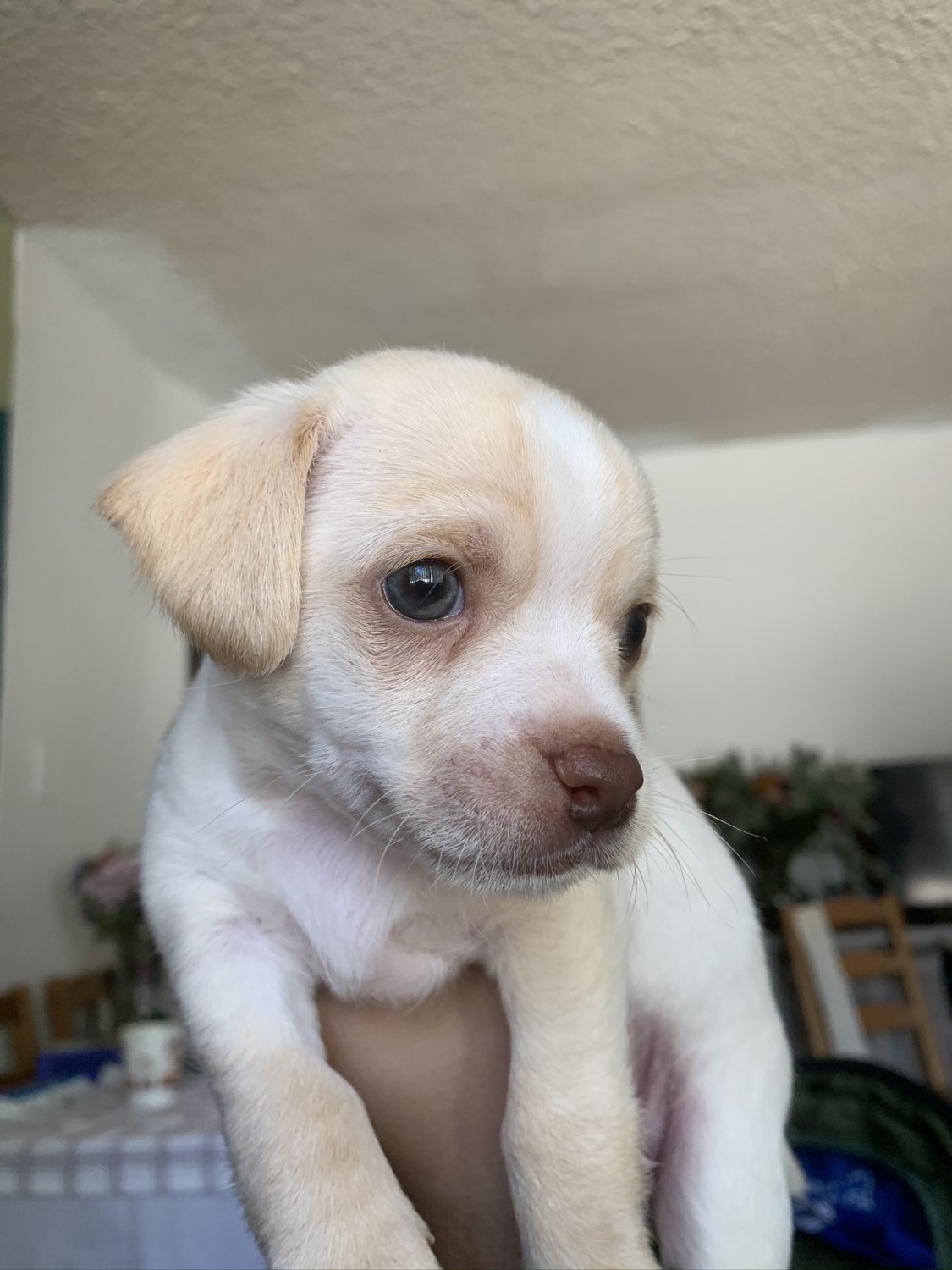 Chihuahua Puppies For Sale Eagle Rock, CA 334097