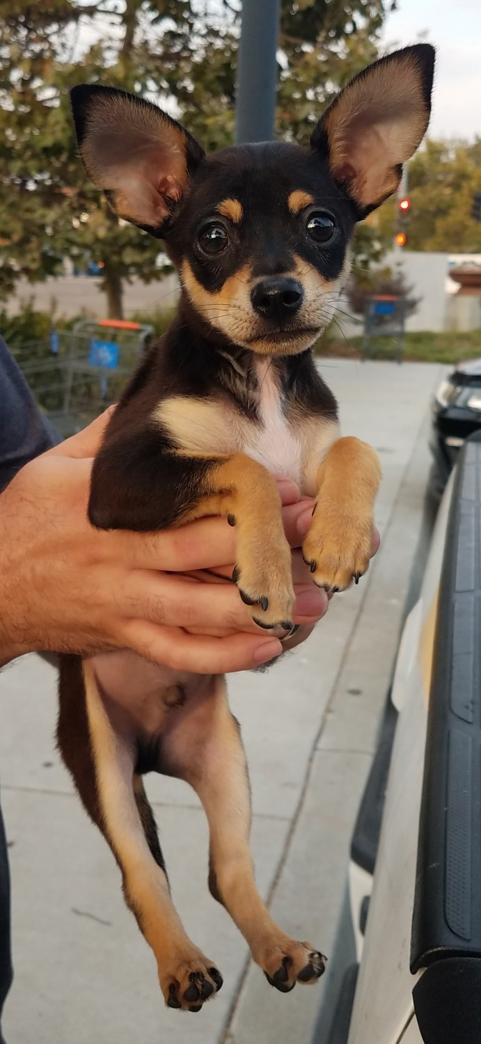 Chihuahua Puppies For Sale San Diego, CA 334747
