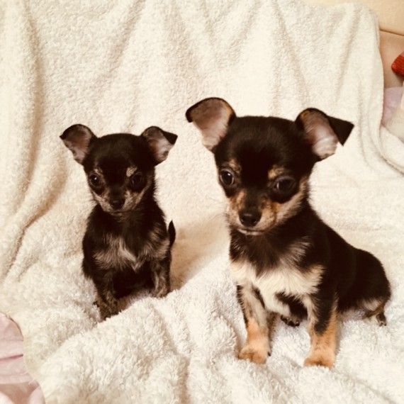 Chihuahua Puppies For Sale Sacramento, CA 334786