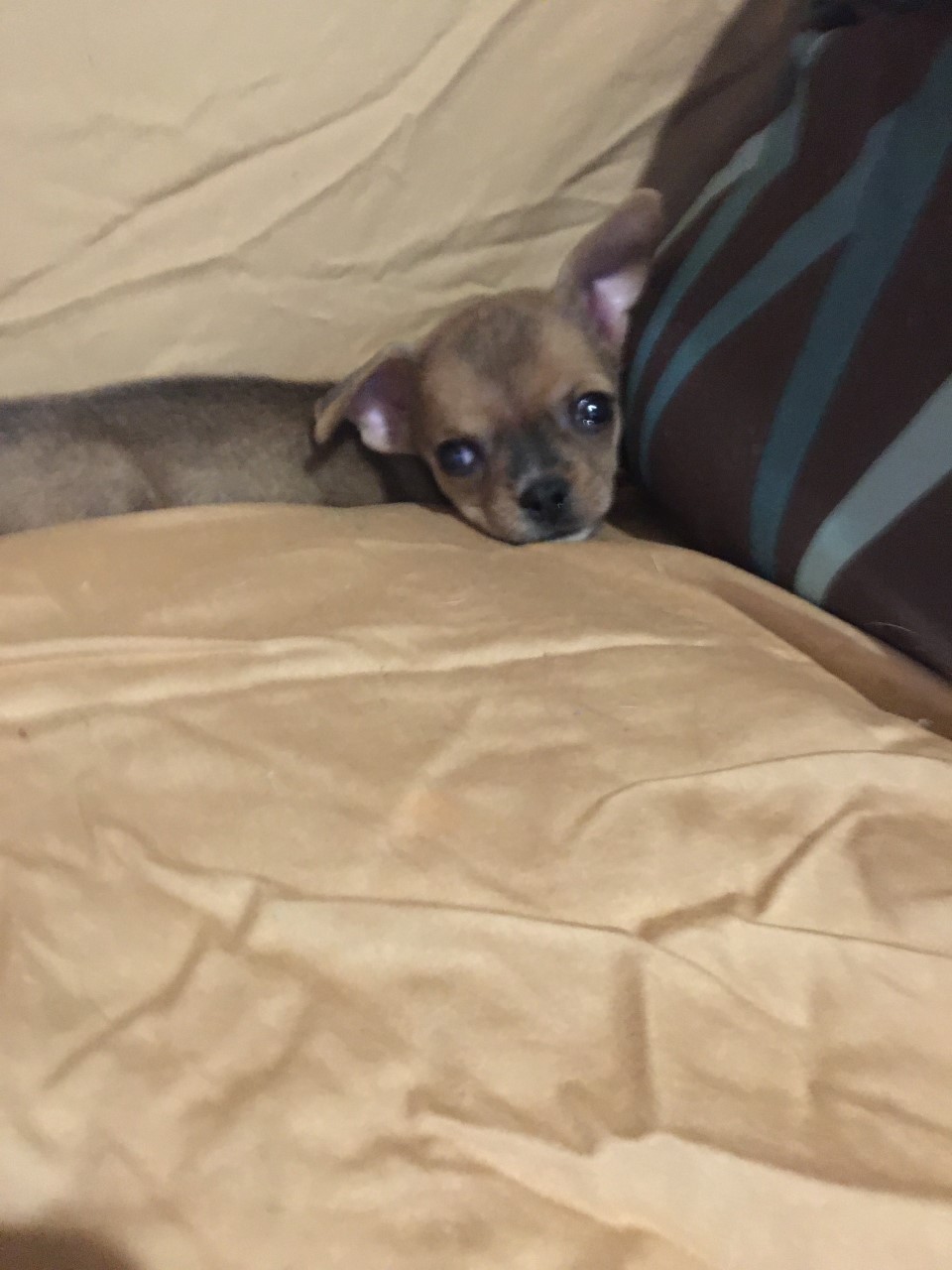 Chihuahua Puppies For Sale Tucson, AZ 337145 Petzlover