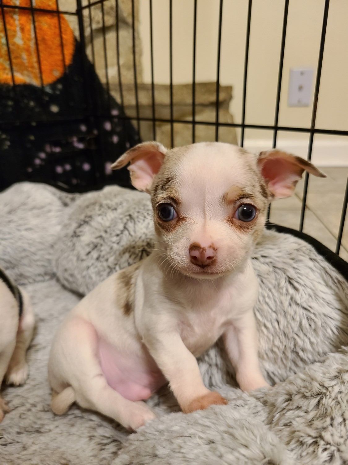 Chihuahua Puppies For Sale Jacksonville, FL 337351