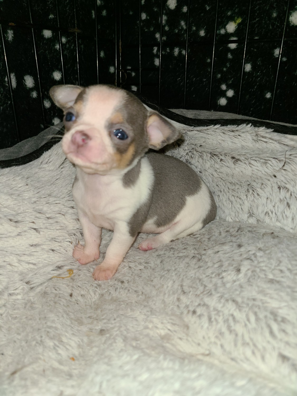 Chihuahua Puppies For Sale Jacksonville, FL 337351