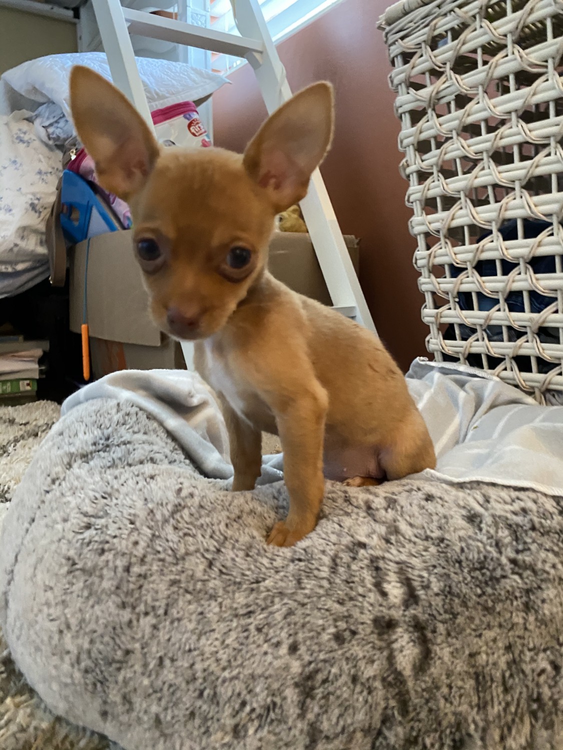 Chihuahua Puppies For Sale Scottsdale, AZ 338096