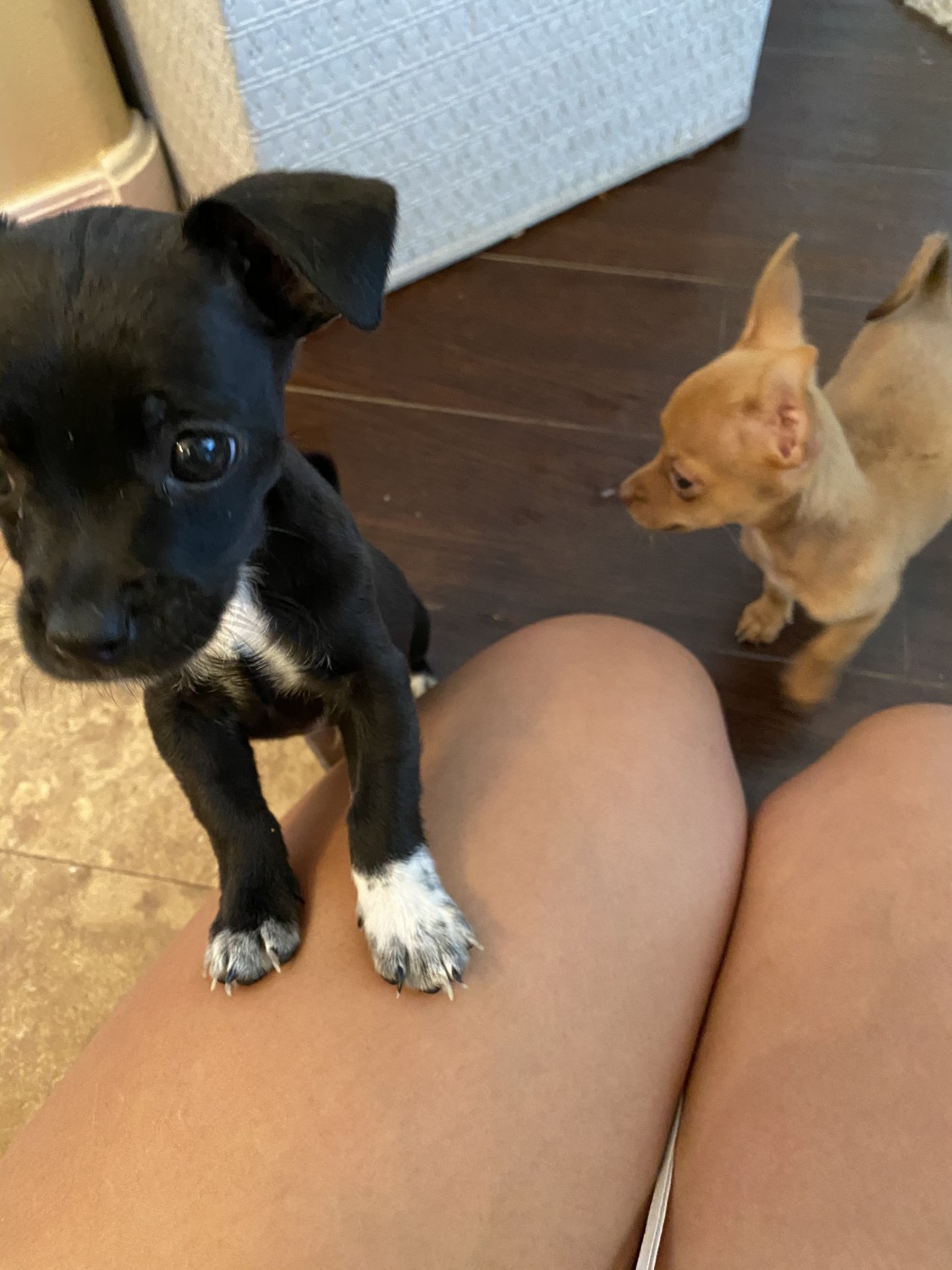 Chihuahua Puppies For Sale Scottsdale, AZ 338096