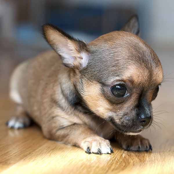 Chihuahua Puppies For Sale Paris, TN 338795 Petzlover