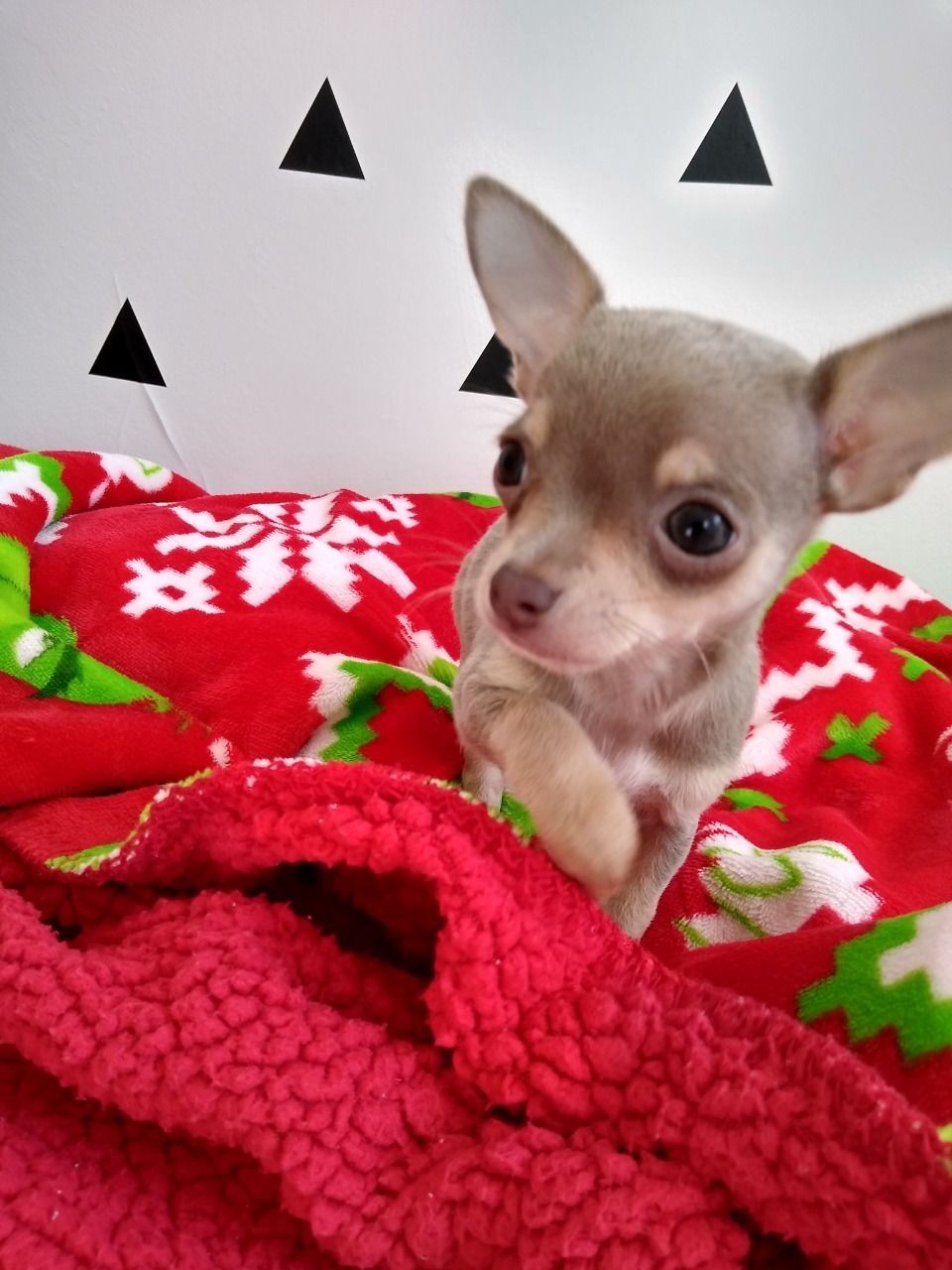 Chihuahua Puppies For Sale Louisiana, MO 340073