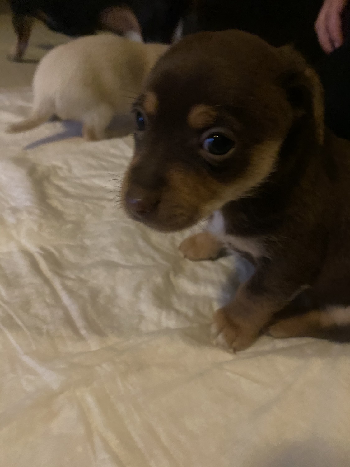 Chihuahua Puppies For Sale Sacramento, CA 341668