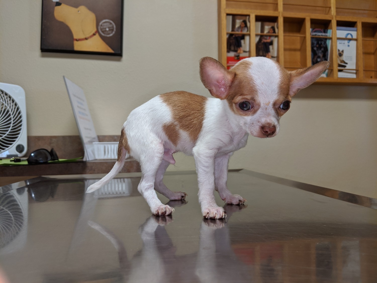Chihuahua Puppies For Sale Colorado Springs, CO 344112