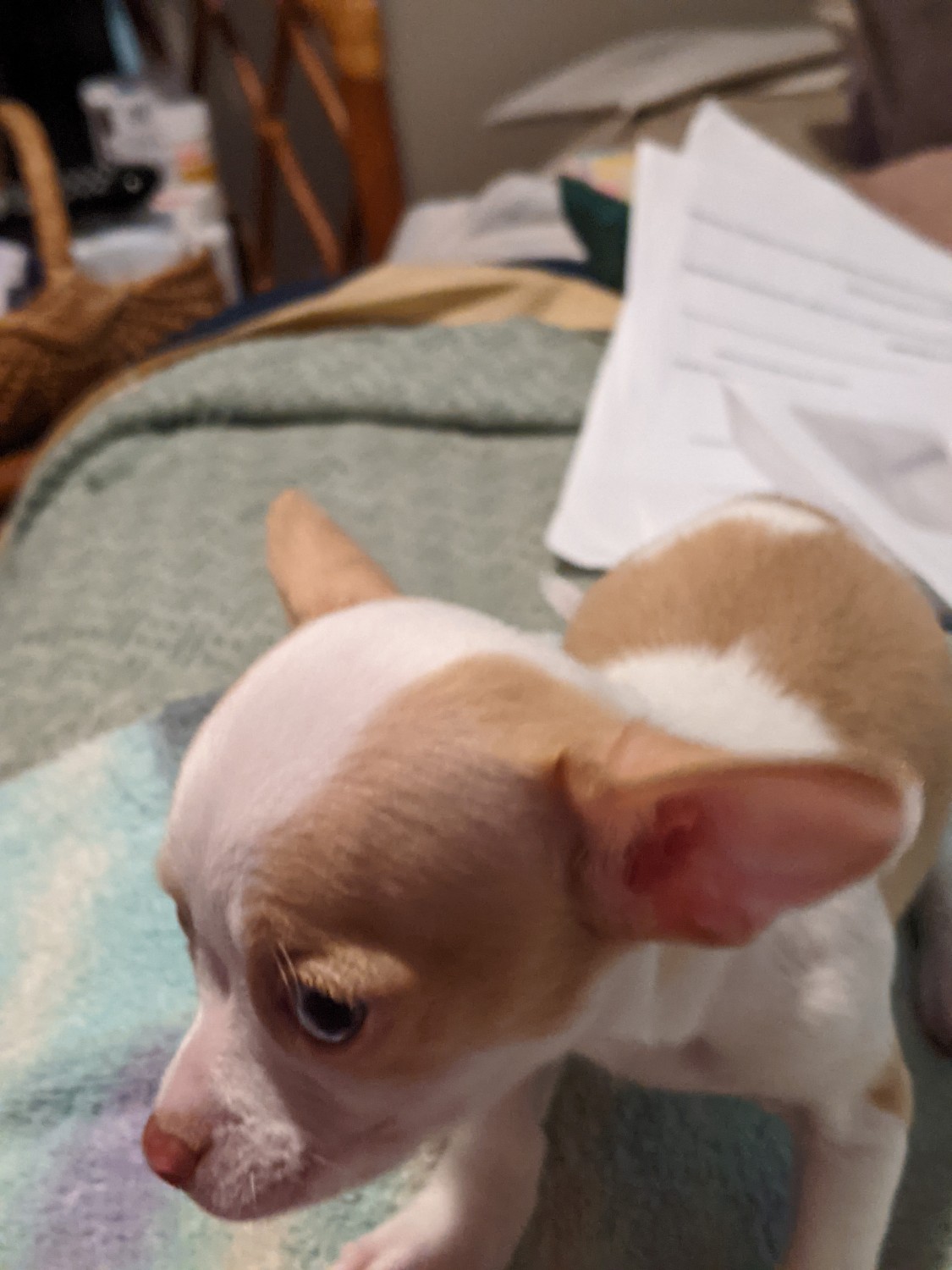 Chihuahua Puppies For Sale Colorado Springs, CO 344112