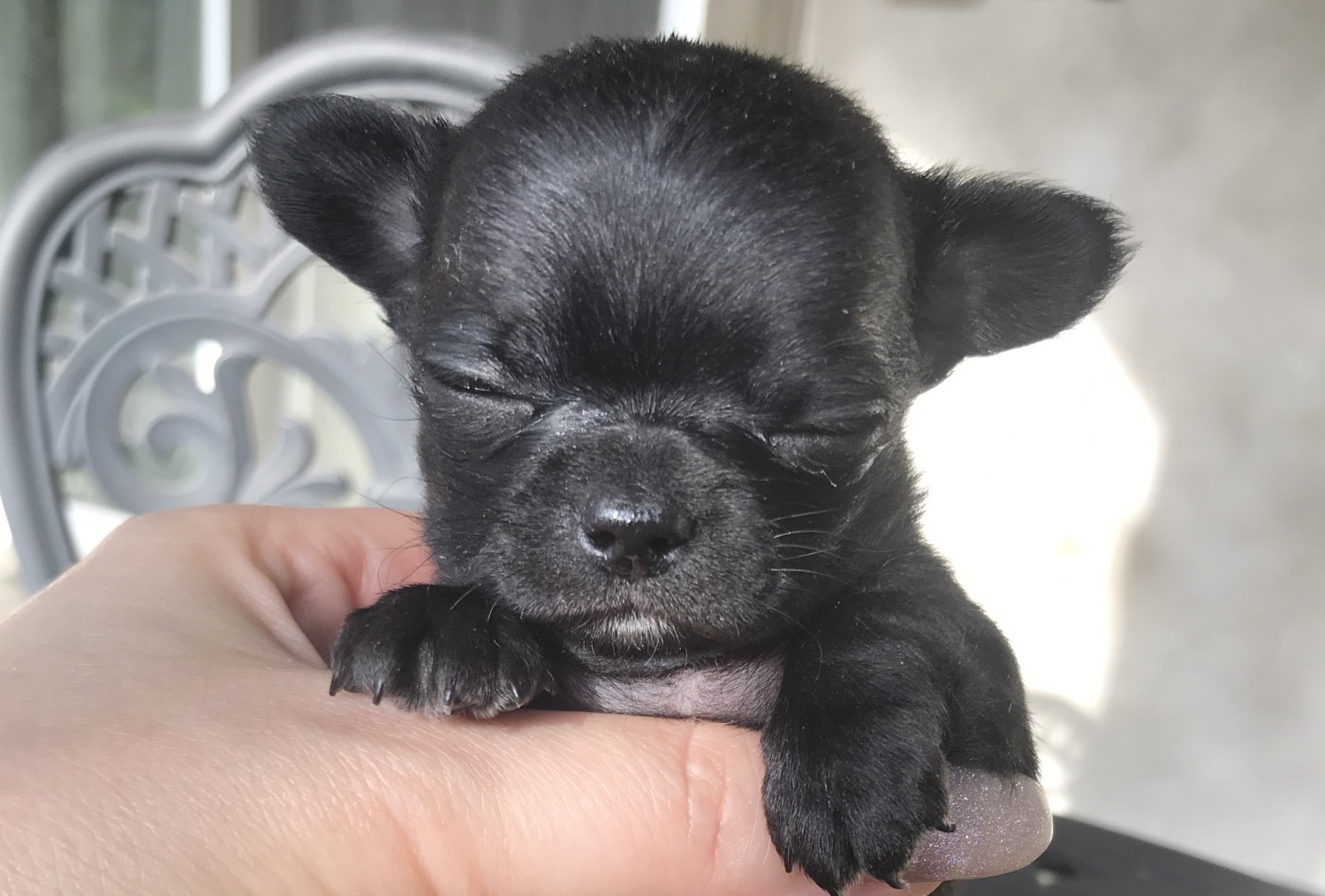 Chihuahua Puppies For Sale Sacramento, CA 344482