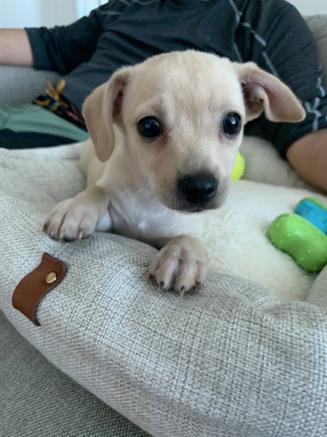 Chihuahua Puppies For Sale Honolulu, HI 352404