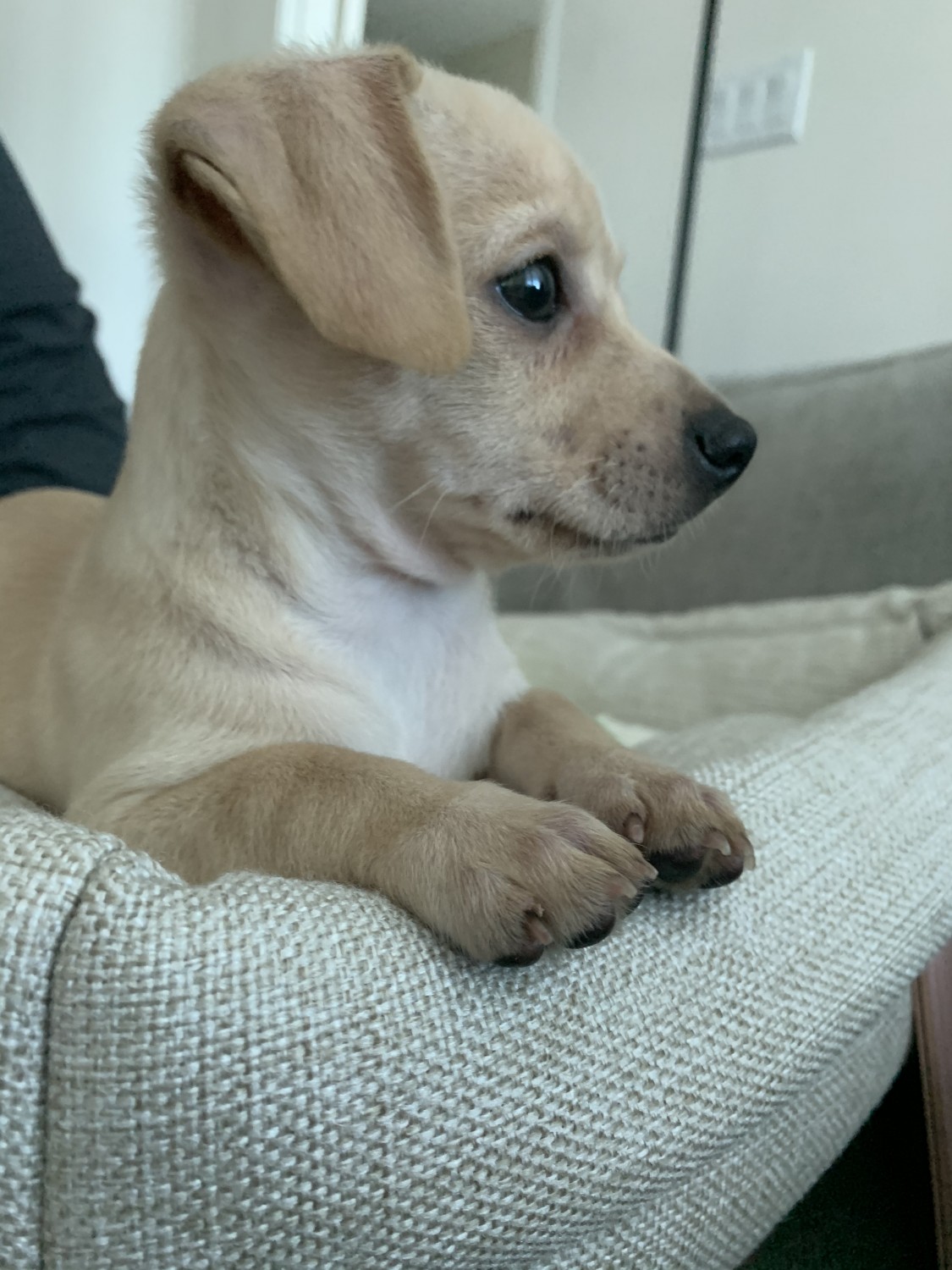 Chihuahua Puppies For Sale Honolulu, HI 352404