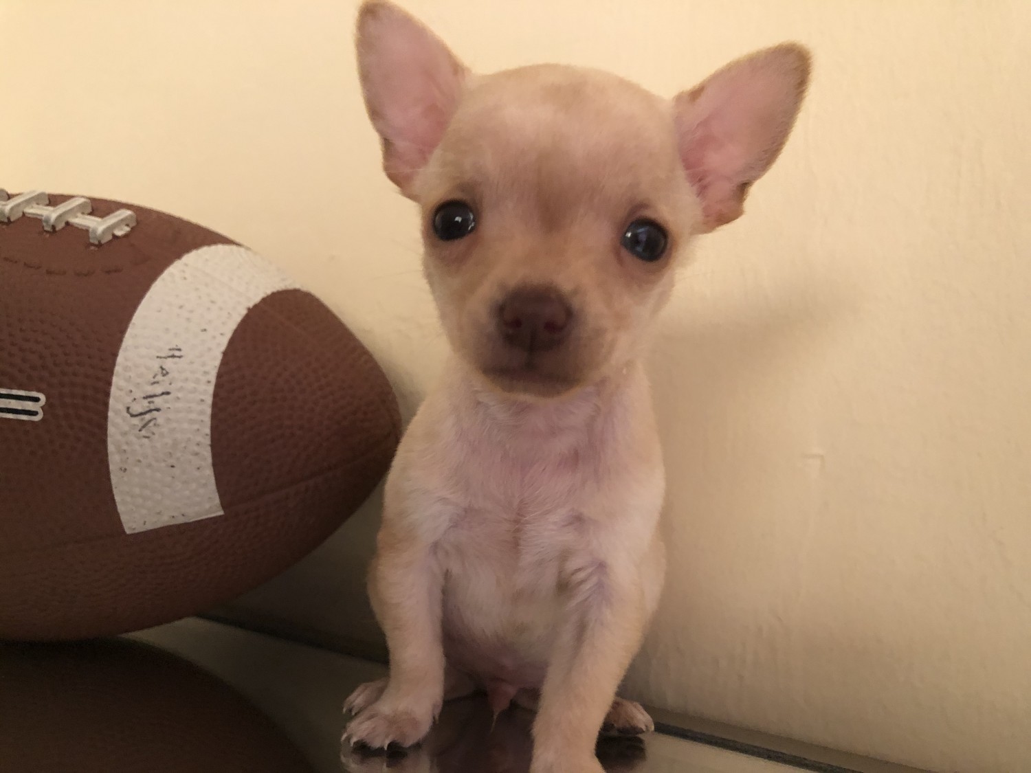 Chihuahua Puppies For Sale Lehigh Acres, FL 354880
