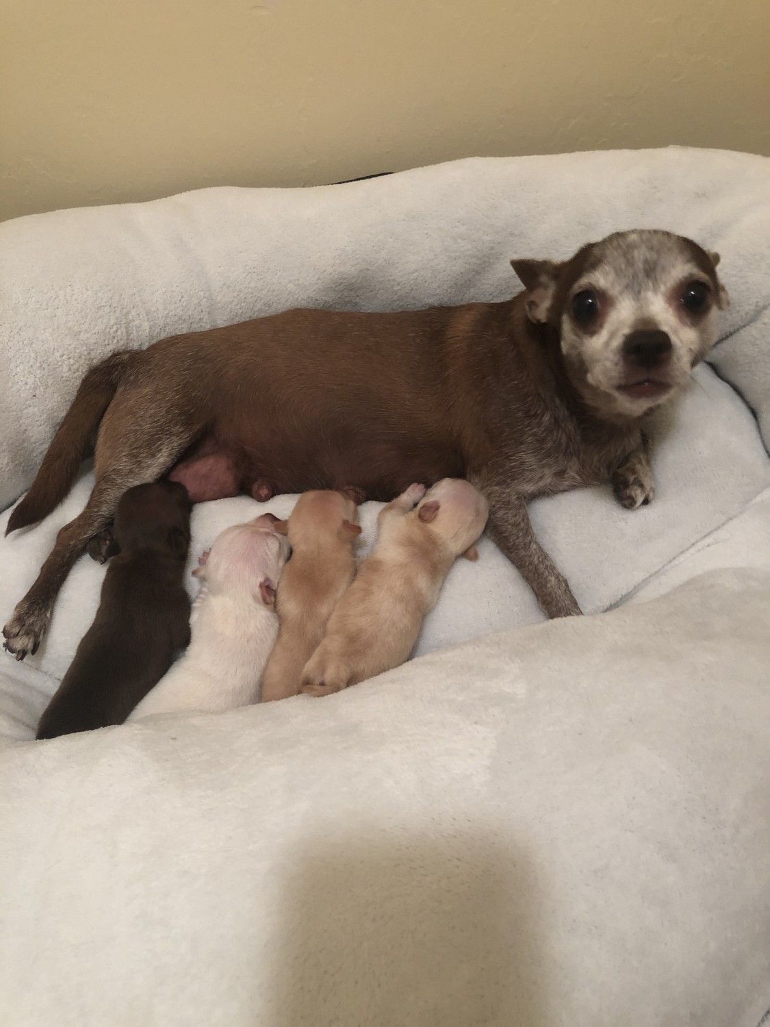 Chihuahua Puppies For Sale Lehigh Acres, FL 354880