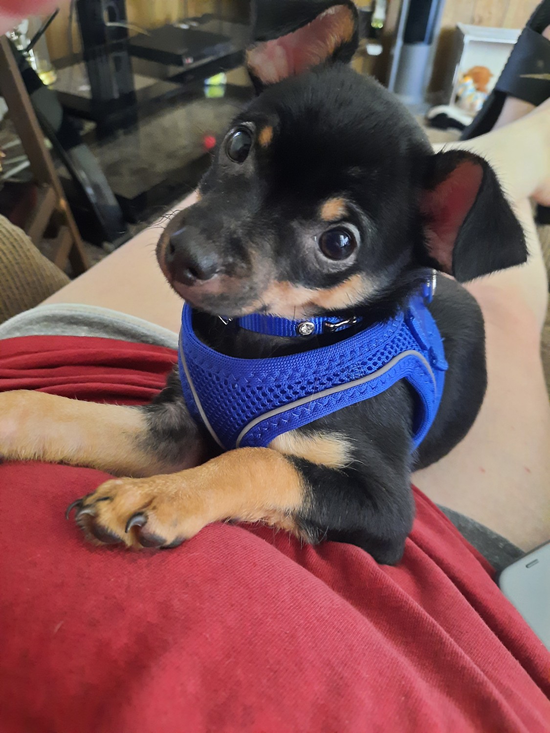 Chihuahua Puppies For Adoption In Illinois Chion
