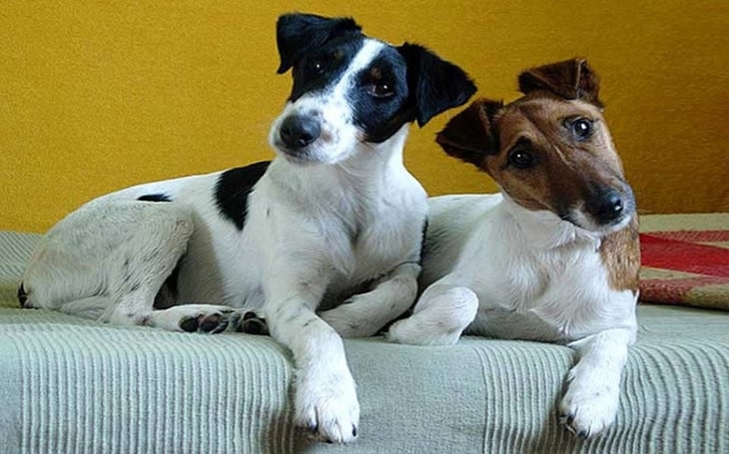 Jack Russell Terrier Vs Chilean Fox Terrier Breed Comparison