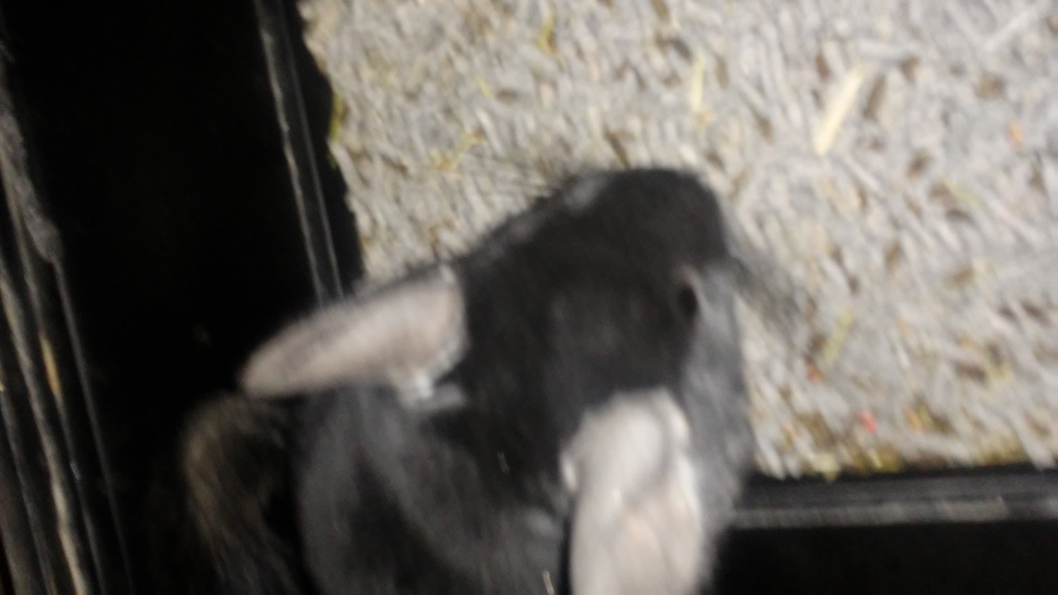 Chinchilla Rodents For Sale | St. Louis County, MO #190765